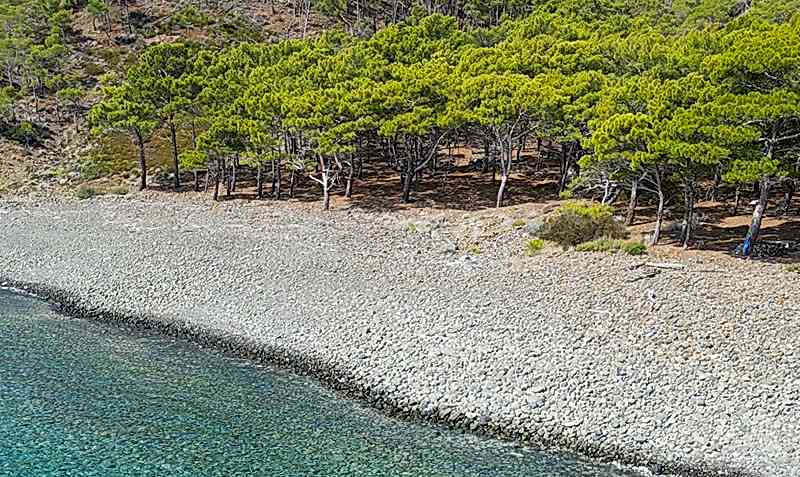 Amerikan Koyu Fotoğrafı